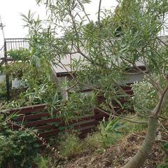 ボトルツリーの植木