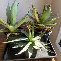 Agave 3種【早い者勝ち】