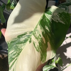 モンステラ  斑入り
の画像