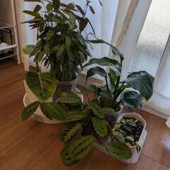 観葉植物 6種セット