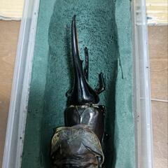 昆虫即売会！ヘラクレスオオカブトがいるよ！！の画像