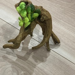 水草付き流木レイアウト　アクアリウム