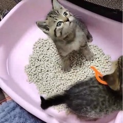 すごく可愛い1カ月の女の子里親さん決まりました