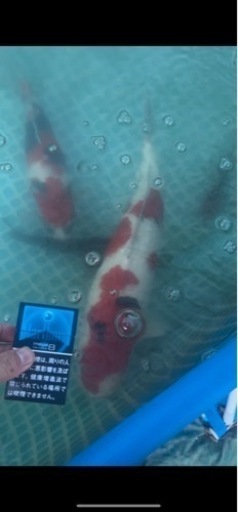 大正三色　約70cm