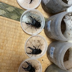 パラワンオオヒラタクワガタ