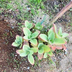 山口県の観葉植物の中古が安い!激安で譲ります・無料であげます 山口県の観葉植物の中古が安い!激安で譲ります・無料であげます