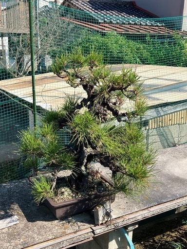 錦松