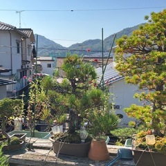黒松松