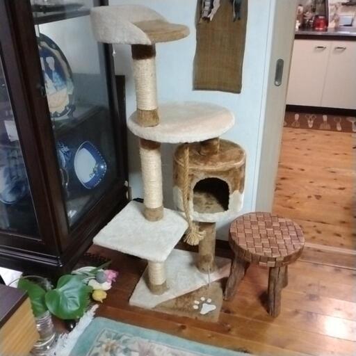 お話中ネコタワー
