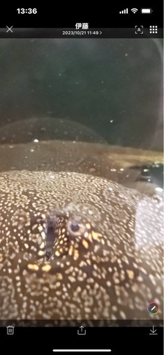鑑賞魚、淡水エイ、ダイダイダイチャ、エイ