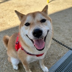 柴犬 女の子 去勢手術済 ワクチン接種済