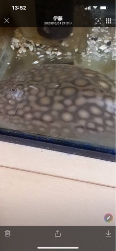 鑑賞魚、淡水エイ、ダイダイダイチャ、エイ