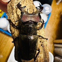 北海道産ミヤマクワガタ成虫オス単品
