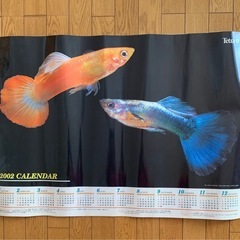 熱帯魚ポスター5枚まとめて