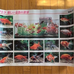 熱帯魚ポスター5枚まとめての画像