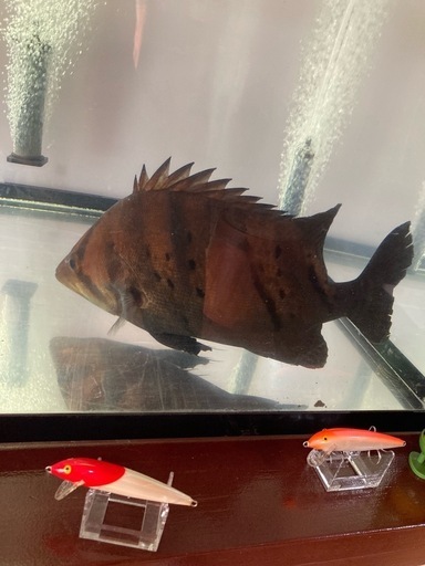 ダトニオプラスワン　ボルネオタイガー