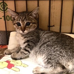 🍒【終の住処決まりました🙇‍♀️】【きいちゃん】半長毛のかわいい...