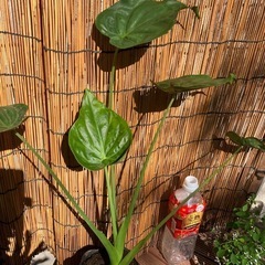観葉植物　ヒメクワズイモ