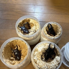 オオクワガタ　能勢SR血統　値下げ交渉可