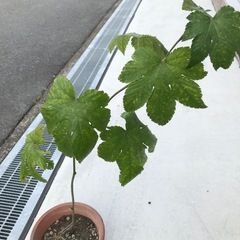 木苺（カジイチゴ）苗のみ