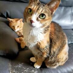 里親募集(人懐っこい三毛猫🐱)