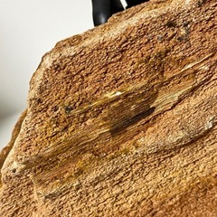 珪化木石　天然石　水石　木の化石　標本　インテリア　飾物　約1280gの画像