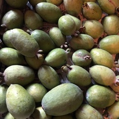 レアフルーツ　フェイジョア　100g80円量り売り