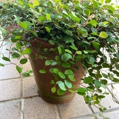 ワイヤープランツ　陶器鉢