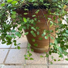 ワイヤープランツ　陶器鉢の画像