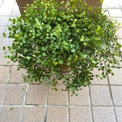 ワイヤープランツ　陶器鉢の画像