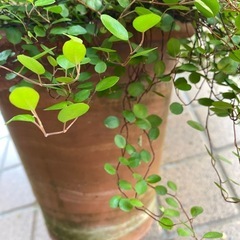 ワイヤープランツ　陶器鉢の画像