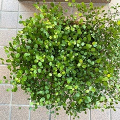 ワイヤープランツ　陶器鉢の画像