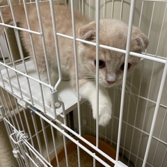 スコティッシュフォールド3ヶ月オス - 猫