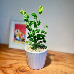 値下！陶器鉢付き！すぐ飾れます♪オシャレ観葉植物ベンジャミンバロック