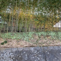 竹　伐採してお持ちください。の画像