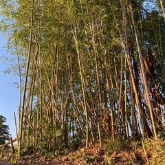 竹　伐採してお持ちください。の画像