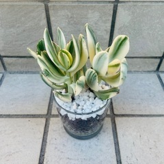 【斑入り】花月　金のなる木　観葉植物　ハイドロカルチャー　多肉植物