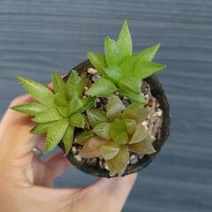 多肉植物　ハオルチア　3種