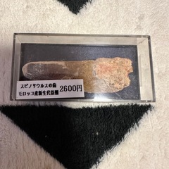 スピノサウルスの歯