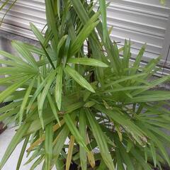 「お譲り先決定」棕櫚竹　シュロチクの画像