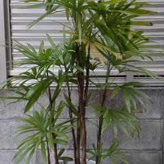 「お譲り先決定」棕櫚竹　シュロチクの画像