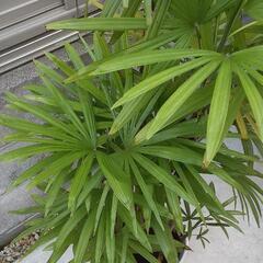 「お譲り先決定」棕櫚竹　シュロチクの画像