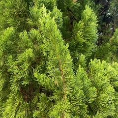 家に生えてる木です。枝葉はお墓に飾ったりする木です。の画像