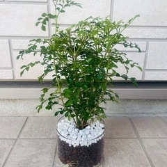 シマネトリコ　観葉植物　ハイドロカルチャー
