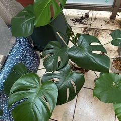 巨大！斑入りモンステラ 2株入り