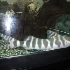 ゼブラキャット熱帯魚の画像