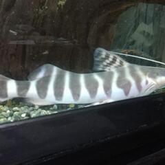 ゼブラキャット熱帯魚の画像