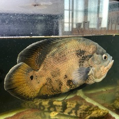 熱帯魚、オスカー、引き取り限定
