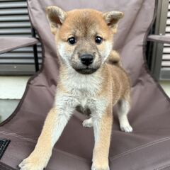 甘えん坊　柴犬の男の子