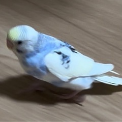 セキセイインコ を探してます